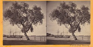 Salice piantato dal Com. Perry e altri sopravvissuti della battaglia del Lago Erie, per segnare la sepoltura... da Benedict Benedict